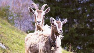 Für Ziegen wären bei Für Ziegen wären bei Annahme der Initiative BTS und RAUS obligatorisch, was die Beiträge gefährden würde.