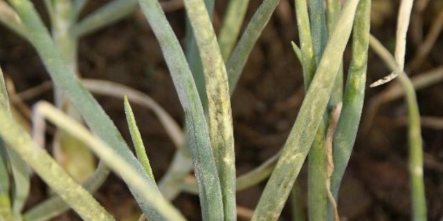 Starker Befall mit Falschem Mehltau an Winterzwiebeln. (Bild C. Sauer, Agroscope)