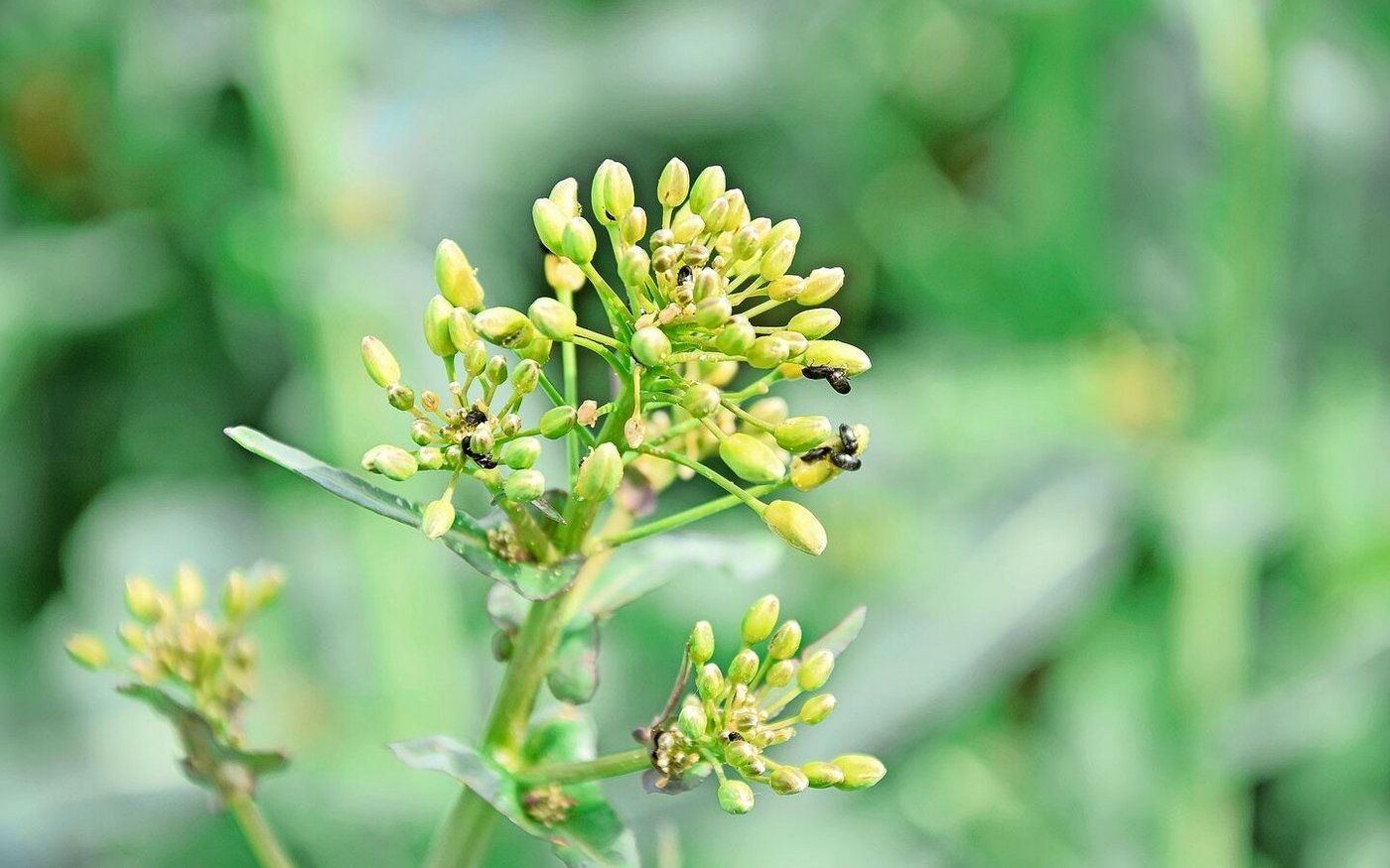Raps gehört zu den Kulturen, in denen der Pflanzenschutz schwieriger geworden ist.