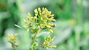 Raps gehört zu den Kulturen, in denen der Pflanzenschutz schwieriger geworden ist.