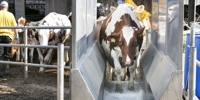 Mithilfe des Klauenbads hat die Tierhaltergemeinschaft Pfister-Wyss Mortellaro unter Kontrolle gebracht. (Bild: Johanna Bossart)