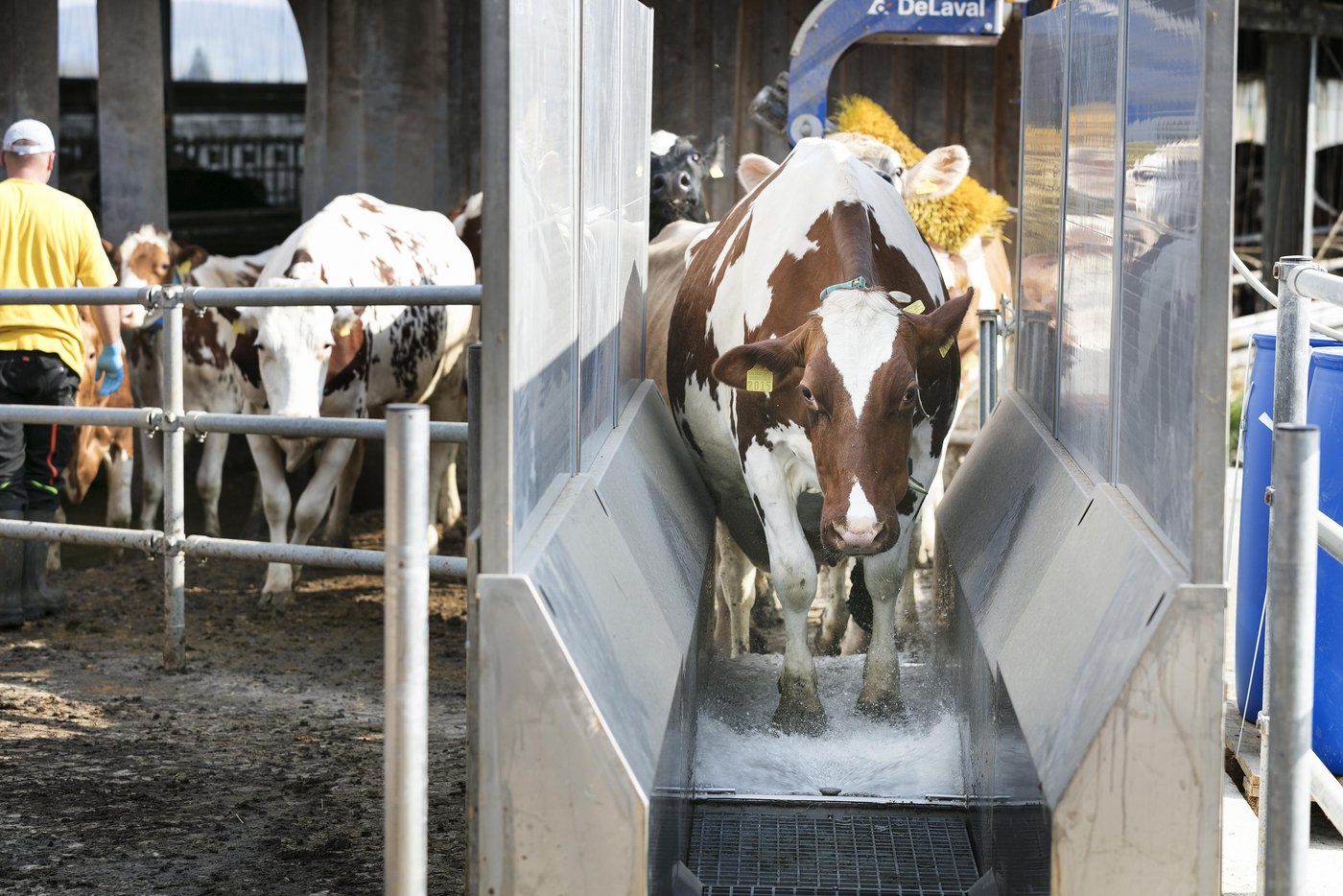 Mithilfe des Klauenbads hat die Tierhaltergemeinschaft Pfister-Wyss Mortellaro unter Kontrolle gebracht. (Bild: Johanna Bossart)
