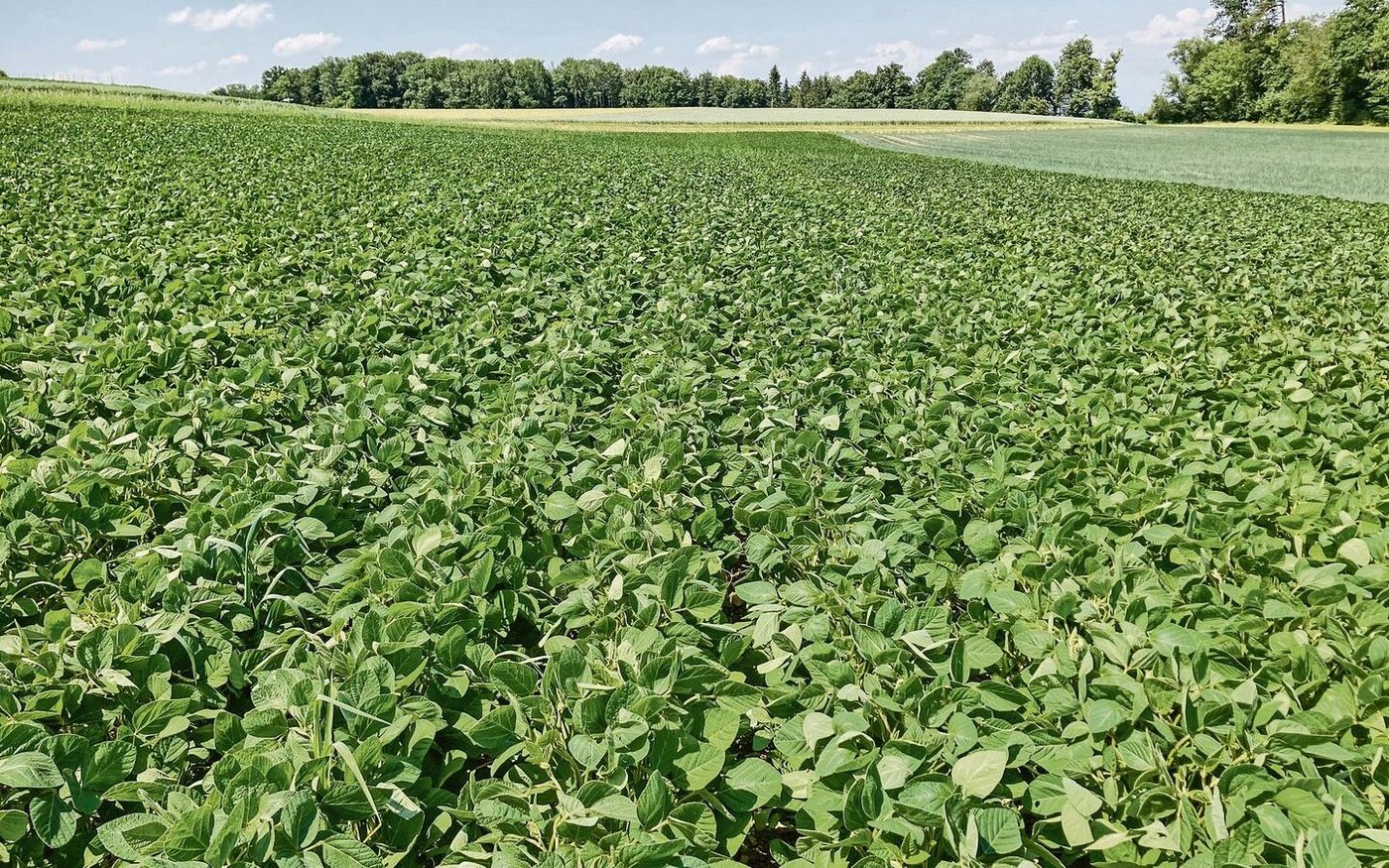 Heiss gesucht: einheimisches Bio-Futtersoja. Wer ein solches Feld sein Eigen nennt, ist heuer und möglicherweise in Zukunft besonders glücklich.