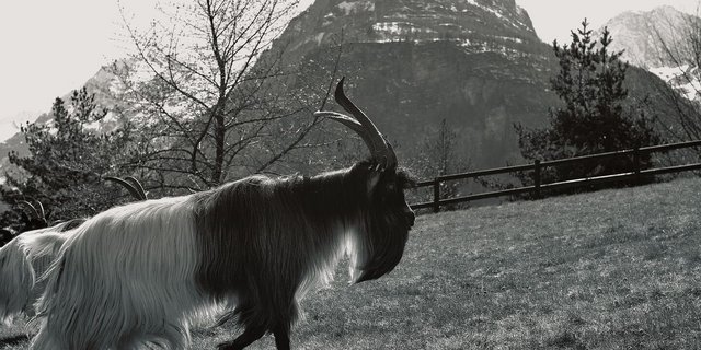 Batman, der Vallesana-Grigia-Bock, mit dem Seehorn und der Schweiz im Hintergrund.