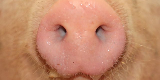 Wie ein Bericht der Suisag zeigt, sind die Schweizer Schweine gesund. (Bild Peter Röthlisberger)