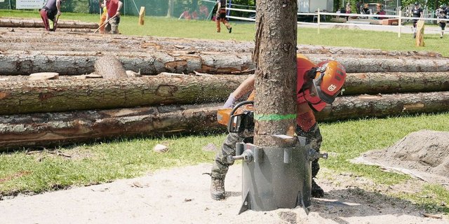 Beim Fällen wurde ein Stamm exakt umgelegt.