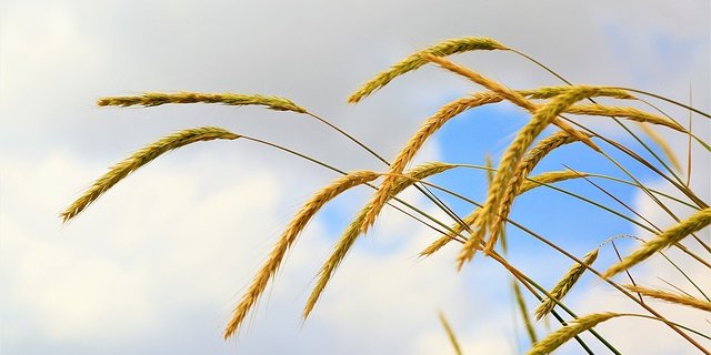 Wenn Getreide zu hoch wächst, droht es umzukippen und ist weniger Trockenheitstolerant. Daher wird an der Züchtung kurzhalmiger Roggenlinien gearbeitet. (Bild Pixabay)