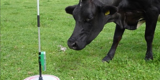 Der Einsatz des Rising Plate Meters hat sich bewährt. Die digitalisierte Version, der «Grasshopper», erleichtert das Weidemanagement zusätzlich durch die Nutzung eines GPS-Systems und die automatische Datenübertragung aufs Smartphone. (Bild HAFL)