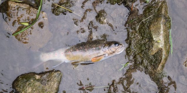 Gewässerverschmutzung mit Fischsterben durch Schmutzwasser nach einer Toi-toi-Reinigung in Rickenbach im Mai 2018. (Bild Luzerner Polizei)