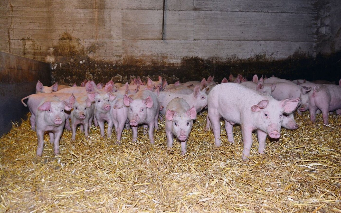 Eingestreut auf Vorrat: Trotzdem passen unangemeldete Kontrollen meistens nicht in den Tagesablauf des Betriebsleiters. 