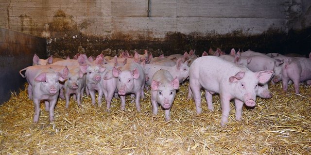 Eingestreut auf Vorrat: Trotzdem passen unangemeldete Kontrollen meistens nicht in den Tagesablauf des Betriebsleiters. 