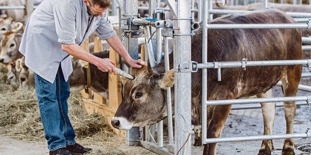 Die Studie soll zeigen, was der Unterschied in der Fleischqualität der geschlachteten Tiere ist.