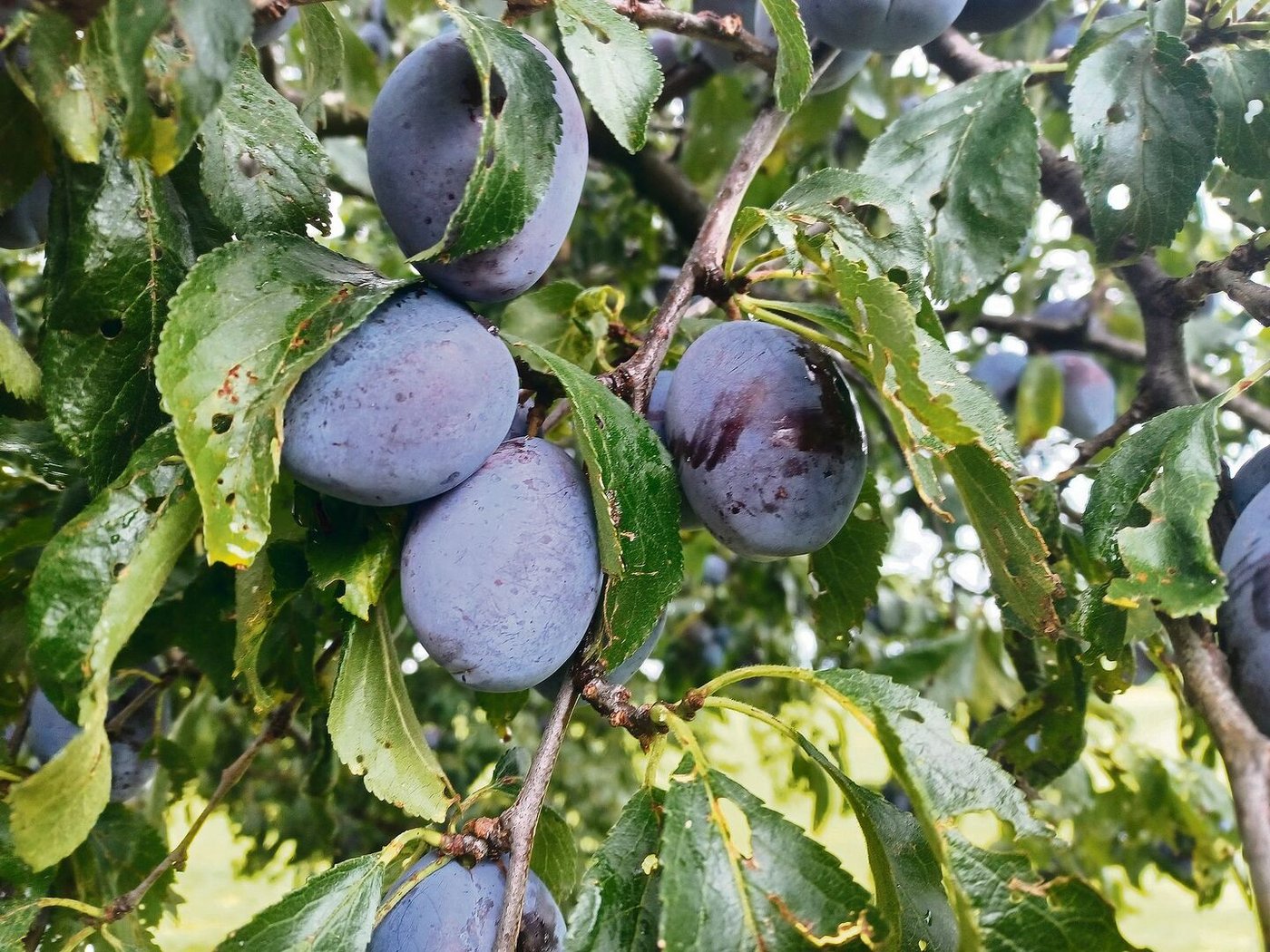 Das Wetter wie auch der Pflaumenwickler haben heuer den Zwetschen stark zugesetzt. Die fehlende Menge muss deshalb auch während der Haupternte importiert werden.