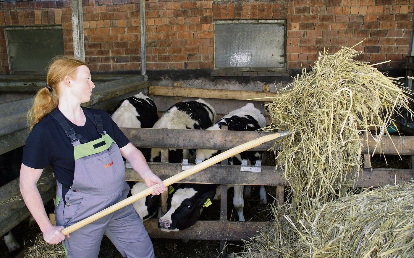 Für Schwangere gilt laut Mutterschutzverordnung eine Befreiung von Arbeiten, «die subjektiv beschwerlich sind». Für Bäuerinnen ist dies nicht einfach umsetzbar. 