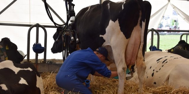 Landwirt Mike Bircher beim Melkwettbewerb. Kuh Tennesse nimmt den Trubel gelassen. (Bilder jw)