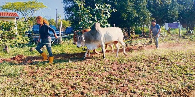 Während das Antrainieren der Ochsen Männersache ist, kommen die Frauen beim Vorspuren zum Zug. Und siehe da: Auch wenn noch nicht alles bis ins Detail stimmt, klappt die Bodenbearbeitung mit den Tieren. 