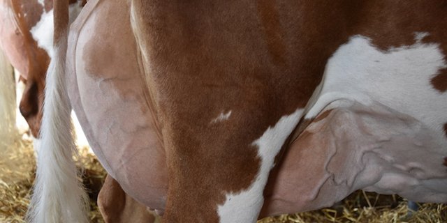 Entzündete Euter werden oft mit Antibiotika behandelt. (Bild Peter Fankhauser)