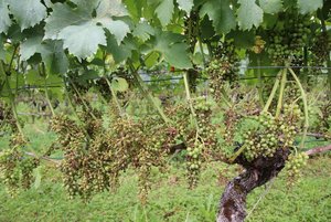 Ein trostloses Bild: Vom Pilz befallene Trauben sind bereits abgestorben und eingetrocknet. (Bild RoMü)
