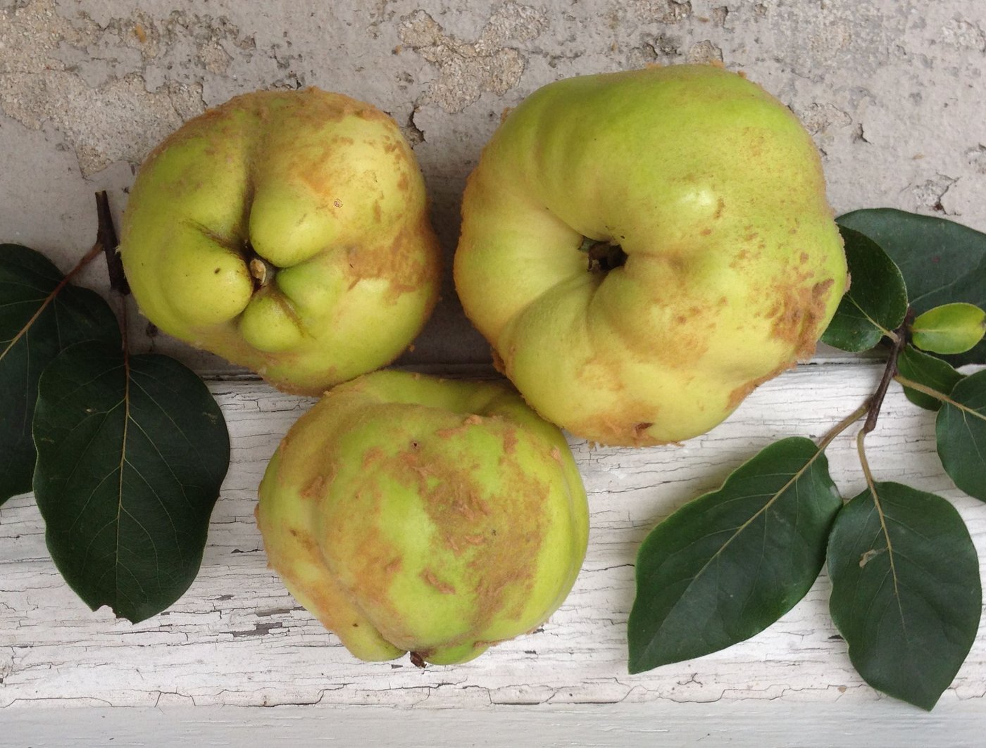 Schweizer Obstsorte des Jahres 2017. (zVg)