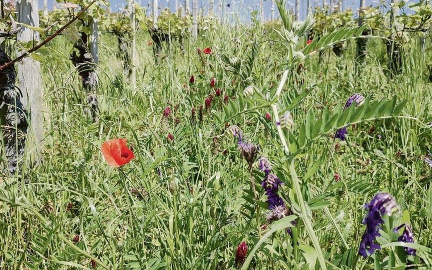 Beispiel eines Ökoelements im Zibif: In den Reb-Zwischengassen angesäte nützlingsfördernde Blühmischung.