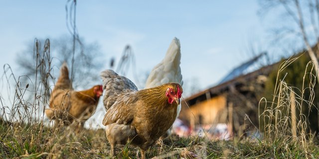 Da es sich um einen Fall in Seenähe handelt, hat das BLV Massnahmen für die Genfersee-Region angeordnet. (Bild Pixabay)