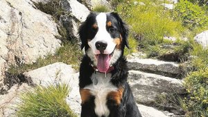 Ist der Sennenhund e Ist der Sennenhund ein Haustier oder erfüllt er eine Funktion auf dem Betrieb? Die Steuerbehörden wollen es genau wissen.