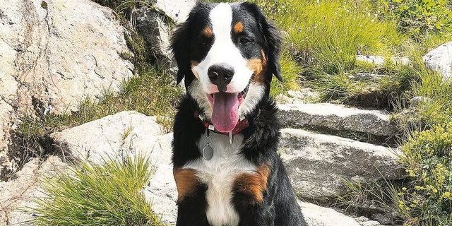 Ist der Sennenhund ein Haustier oder erfüllt er eine Funktion auf dem Betrieb? Die Steuerbehörden wollen es genau wissen.