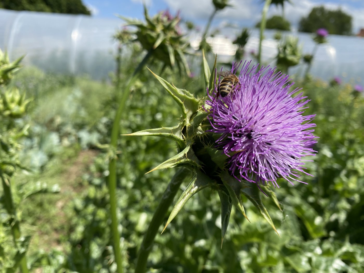 Die Wildblumen-Mischung von Artha-Samen soll für Insekten und Vögel «sehr wertvoll» sein, wie Ergebnisse des Kassensturz-Berichts zeigen. (Bilder Sera J. Hostettler)