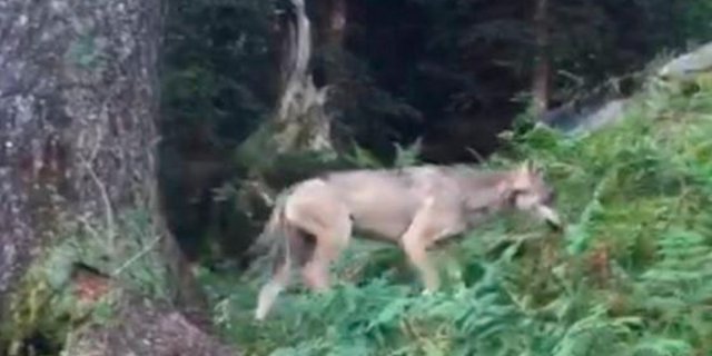 Der erste Wolf im Glarnerland seit der Rückkehr des Raubtieres in die Schweiz wurde im September 2016 oberhalb Mollis entdeckt. (Bild Amt für Jagd und Fischerei Glarus)