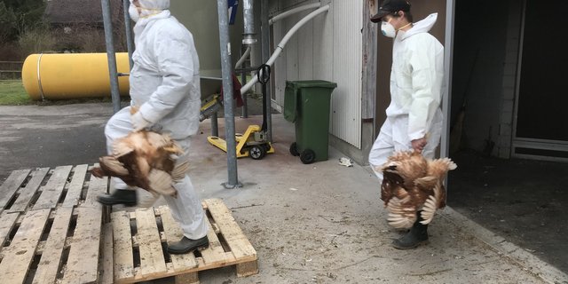 Die Tiere werden aus dem Stall zum Container gebracht. (Bild zVg)