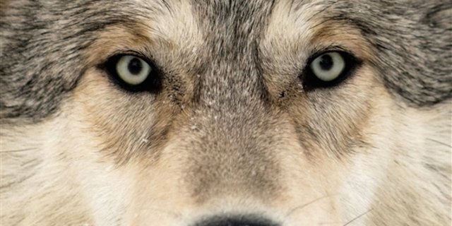 Die nationalrätliche Umweltkommission hält ein Zusammenleben mit dem Wolf für "äusserst schwierig". (Bild Keystone)