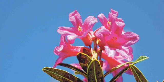 Auf der Alp gibt es immer etwas Schönes zu entdecken. (Bild Martina Genter)