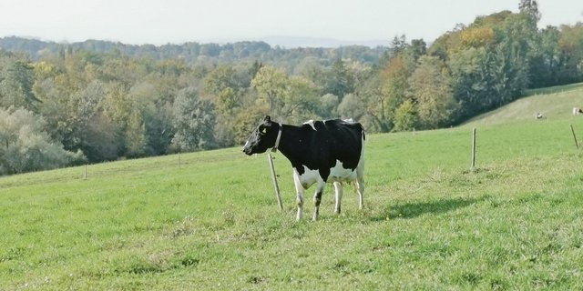 Enya ist eine Hochleistungskuh, die im Sommer 18 Stunden auf der Weide verbringt. Der Zürcher Tierschutz vermittelt allerdings ein etwas anderes Bild von Hochleistungskühen. (Bild sb)