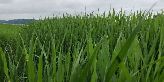 Zwar sind die Septoria-Sporen mittlerweile höchstwahrscheinlich auf die oberen Blätter übertragen worden. Das bedeutet aber noch keine Infektion.  