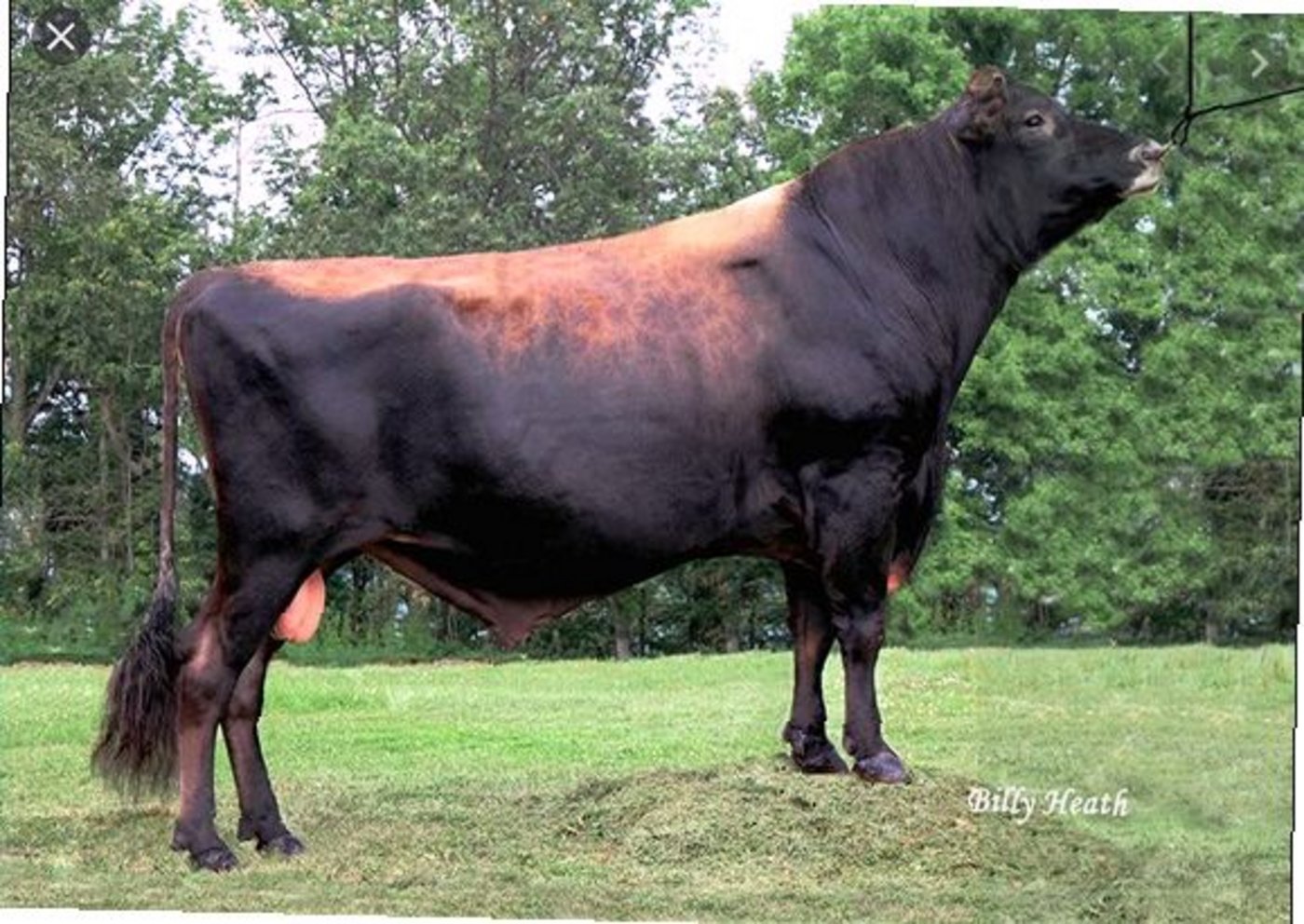 Der bekannte Tower Vue Primetime Tequila ET ist ein wahrer Eutervererber unter den Jersey-Stieren. In der Schweiz ist er diesbezüglich die Nummer eins. (Bild bh)