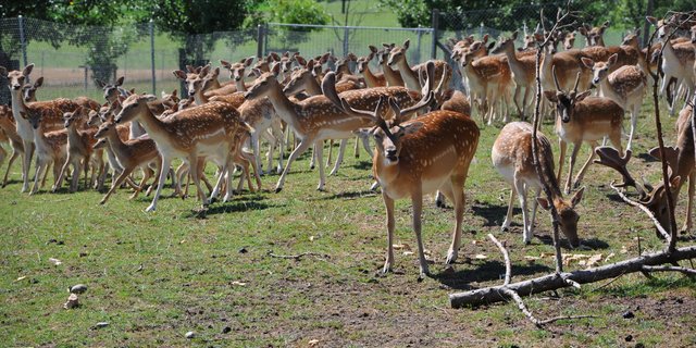 Hirsche brauchen viel Weidefläche. (Bild tw)