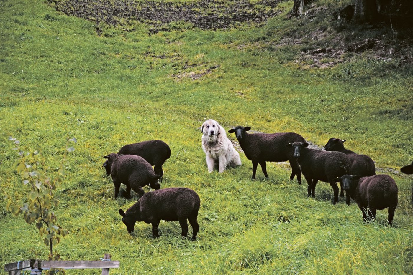 Hohe Wolfsdichte, landwirtschaftliche Nutzung, Herdenschutz und Tourismus: Der Kanton Graubünden befindet sich in einem nie dagewesenen Experiment. Peter Küchler glaubt nicht, dass es ohne Regulierung des Wolfes zu meistern ist.(Bild Peter Fankhauser)