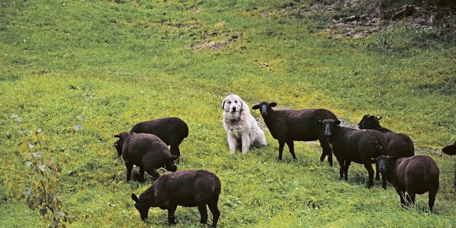 Hohe Wolfsdichte, landwirtschaftliche Nutzung, Herdenschutz und Tourismus: Der Kanton Graubünden befindet sich in einem nie dagewesenen Experiment. Peter Küchler glaubt nicht, dass es ohne Regulierung des Wolfes zu meistern ist.(Bild Peter Fankhauser)