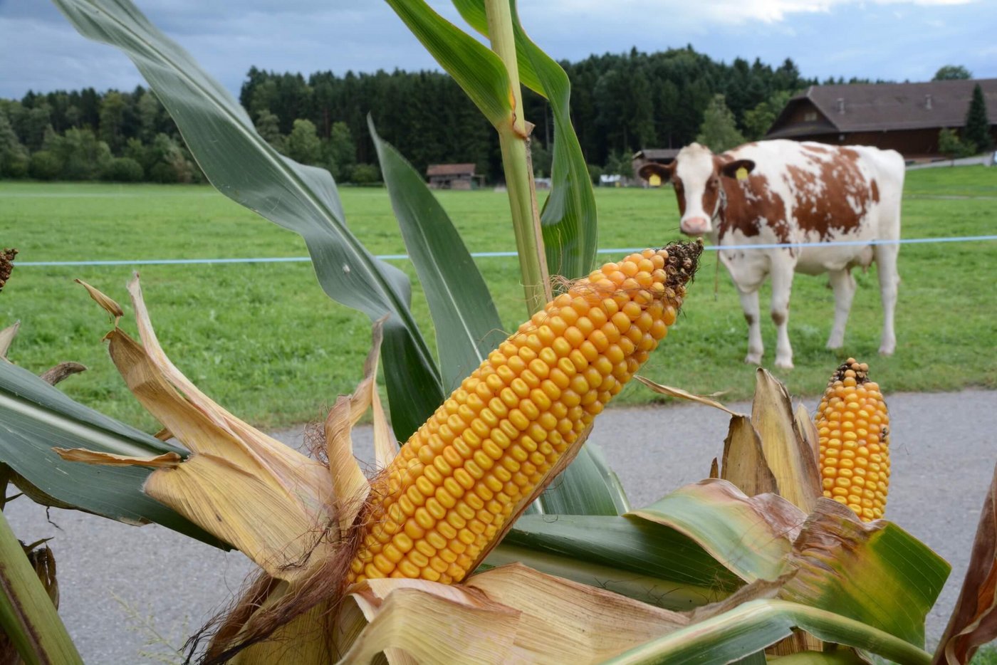 Im Kanton Luzern mit seinen vielen Kunstwiesen-Mais-Fruchtfolgen kann ein MWB-Projekt gestartet werden. (Archivbild BauZ)