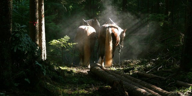 Durch den Einsatz von Pferden bei Waldarbeiten, könnte der CO2-Ausstoss reduziert werden. (Symboldbild Pixabay)