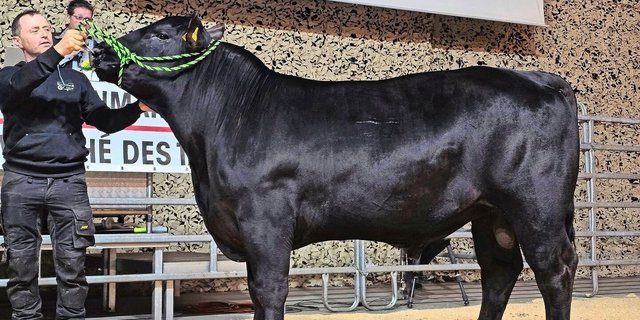 Green Valley Moonwalker von Michael und Rahel Fäh aus Ballens VD holte sich bei den Angus den Champion-Titel.