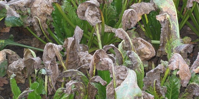 Die feuchten Tage im Mai und Juni und die aktuell hohen Temperaturen begünstigen eine Infektion der Rübenblätter mit der Cercospora-Blattfleckenkrankheit. (Bild Rasbak)