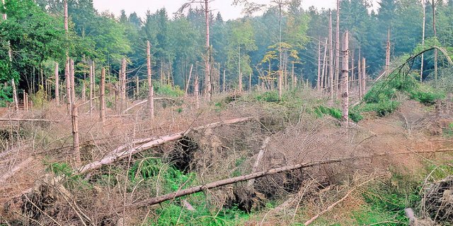 Im solothurnischen Messen hat der Sturm Lothar vor 25 Jahren grosse Schäden im Wald angerichtet.