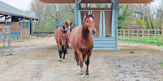 Auch dieses Jahr ist eine Jury von Fachpersonen auf der Suche nach beispielhaften Pferdestallsystemen.