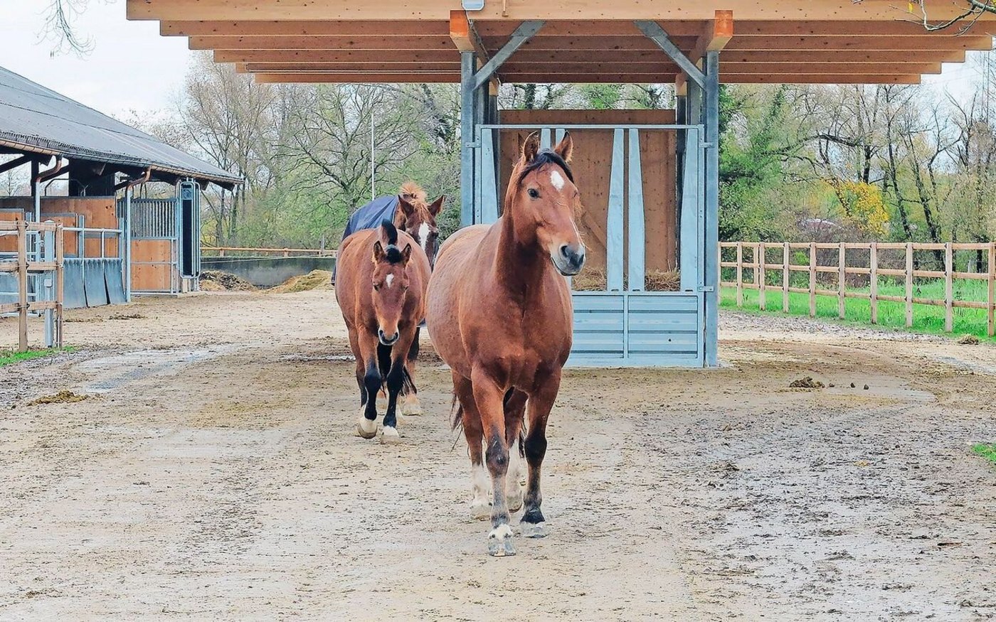 Auch dieses Jahr ist eine Jury von Fachpersonen auf der Suche nach beispielhaften Pferdestallsystemen.