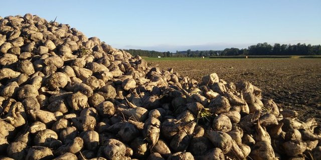 Früher ass man die Blätter der Zuckerrübe als spinatartiges Gemüse. (Bild ji)