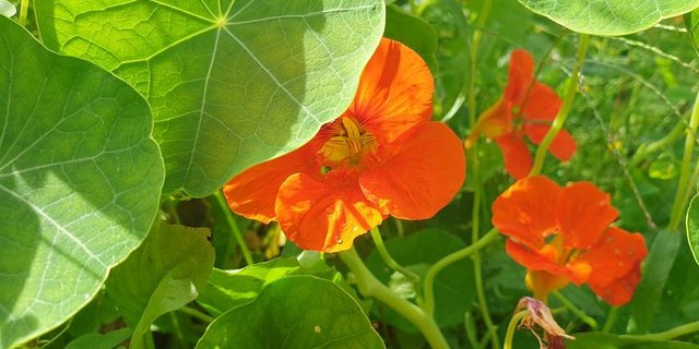 Kapuzinerkresse ist auch ein guter Bodenbedecker. (Bild ji)