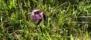 Je nach Art brauchen die Widderchen unterschiedliche Lebensräume. (Bild Corina Schiess/Kanton Schaffhausen)
