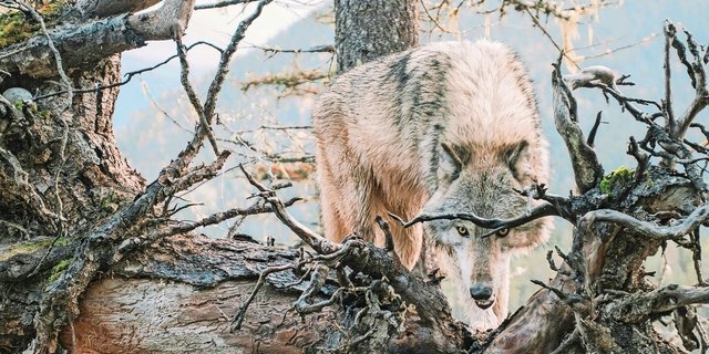 In mehreren Kantonen sorgt der Wolf für Nachrichten. Gesuche zur Regulierung wurden beim Bund eingereicht.