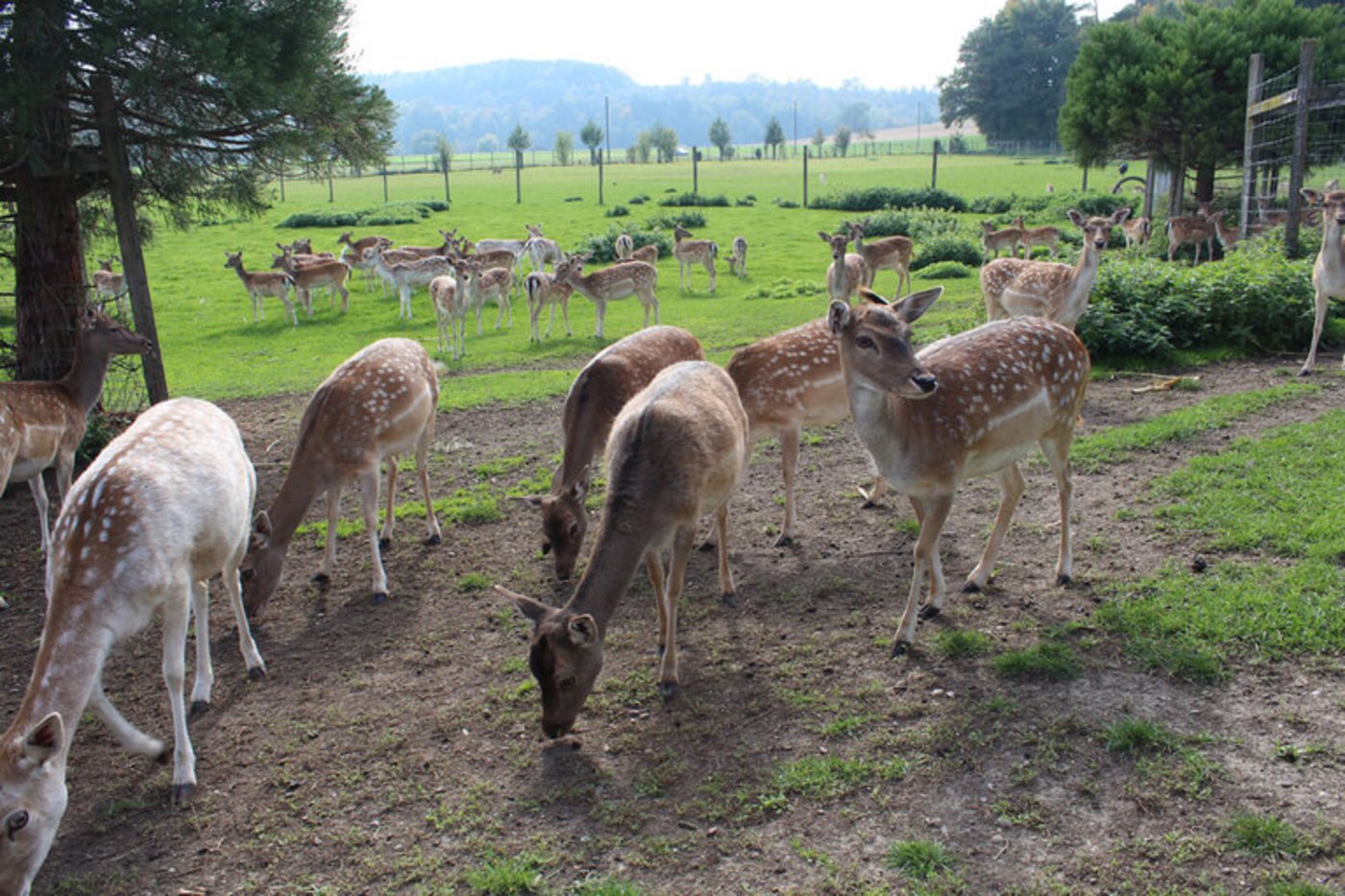 Die Nachfrage nach Schweizer Wildfleisch ist gut. (Bild lid)